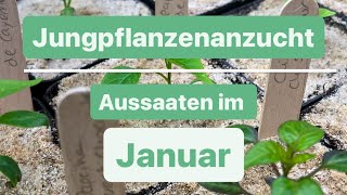 Aussaat im Januar  Diese Gemüse und Obstsorten kannst du jetzt schon aussäen 🌱 Jungpflanzen 🌱 [upl. by Toor]