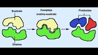 ENZIMAS TODO SOBRE LAS ENZIMAS CLASES CLASIFICACIÓN SUBCLASE Y FUNCIÓN [upl. by Vincenta]