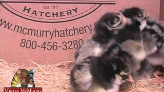 Silver Laced Wyandottes Murray McMurray Hatchery [upl. by Suidaht]