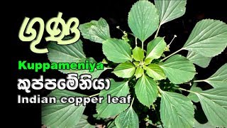 Kuppameniya  කුප්පමේනිය පැළැටිය  Acalypha indica [upl. by Nave]