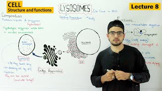 lysosomes structure and function  Video 8 [upl. by Ahsekel]