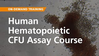 OnDemand Training Human Hematopoietic CFU Assay Course [upl. by Dnarud945]