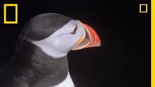 Skua vs Puffins  National Geographic [upl. by Emlynn350]