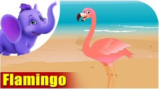 Flamingo  Song on birds  4K  Appu Series [upl. by Egrog]