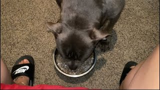 American bully 26 days after 1st Ai and she won’t eat [upl. by Edgardo]