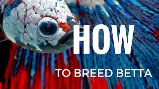 HOW to breed Betta fish COMPLETELY STEP BY STEP [upl. by Itsirc206]