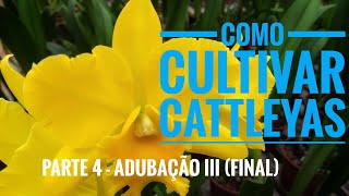 Como cultivar belas Cattleyas parte 4  Adubação III final [upl. by Aramal781]