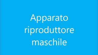 Apparato riproduttore maschile [upl. by Anuahsed]