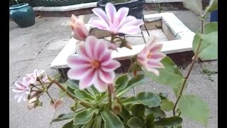 Lewisia Cotyledon zwana Gorzkim Burakiem  piękna i jadalana [upl. by Yssak]