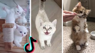 Funny Kittens of TikTok  Cutest Kittens Compilation [upl. by Ande]