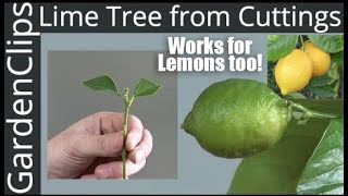 How to Grow Lime Trees from Clippings  Easy fast way to grow Lime Trees amp Lemon Trees from Cuttings [upl. by Giffer405]