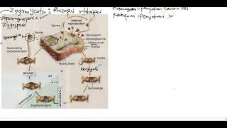 Reproduksi Zygomycota [upl. by Dzoba]