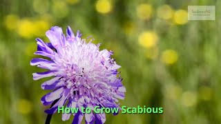 Scabious Growing Guide by GardenersHQ [upl. by Liam]