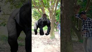 ￼Yar Tera hero khalnayak ho gaya ￼Tree ME ghusne wala animal video amazing video neerajofficial77 [upl. by Vicki]