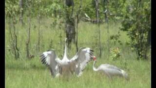 Brolga dancing in northern territory australia [upl. by Nlocnil]