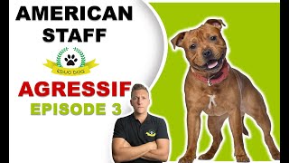 AMERICAN STAFF AGRESSIF  RÉSULTATS APRES 3 SÉANCES [upl. by Yodlem703]