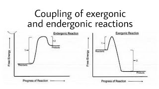 COUPLING OF EXERGONIC AND ENDERGONIC REACTIONS [upl. by Neret]