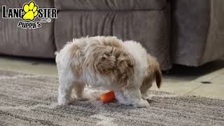 Lovable Cavachon Puppy [upl. by Eneroc]