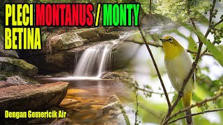 Pleci monty  montanus betina dengan suara air mengalir [upl. by Menard638]