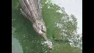 Gharial Gavial Crocodile and Turtles [upl. by Nuahs217]