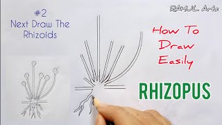 How to draw Rhizopus  Spore Formation  labelled diagram of Rhizopus [upl. by Ditzel]