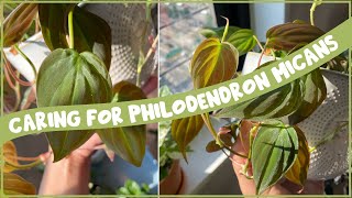 Caring for Philodendron MICANS  Care Guide Series [upl. by Aisila]