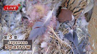 スズメの巣箱 巣箱カメラ 野鳥 Sparrow Nest Box Live Camera 20240709 [upl. by Acilef]