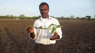 Water divining using single stick and snail shell ground water [upl. by Madancy426]