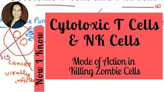 Cytotoxic T Cells and NK Cells  Killing Zombie Cells Mode of Action [upl. by Nottage]