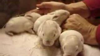 8 Day Old Bunnys [upl. by Niwrud]