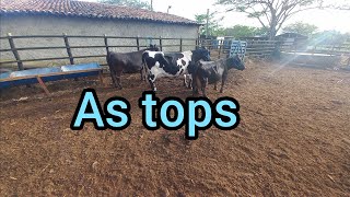 Vacas leiteira anã disponível na fazenda JP 75 998516219 Cachoeirinha PE [upl. by Arob716]