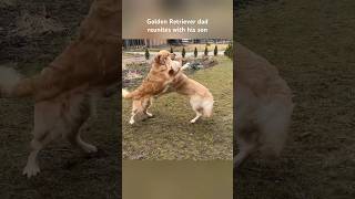 My dog meets his son leofucarev goldenretriever dogreunion [upl. by Bergin205]