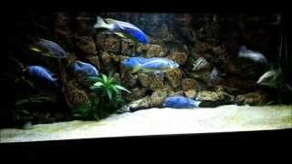 Malawi Haplochromines Cichlid Tank Show [upl. by Peder566]