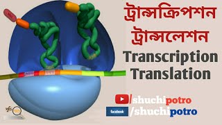 DNA Transcription and TranslationBengaliBiology1Chapter 1Class1112 [upl. by Elicul]