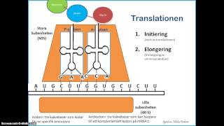 Proteinsyntesen  Translationen [upl. by Sandell]