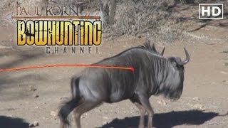 HUGE Wildebeest ARROWED on South African Safari Bow hunting Plains Game [upl. by Aremahs]