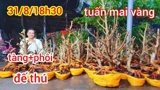 3108☎️ 0335229639 tuấn mai vàng GL mai giảo tàng phôi đế thú giá phải chăng tuấnmaivàngvn [upl. by Ardnuasak329]