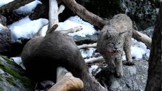 Lynx Kills Deer and Eats it in Yosemite NP California [upl. by Yatnahs]