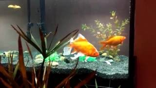 Comet Goldfish And Fantail Goldfish Browsing New Aquarium [upl. by Akiria768]