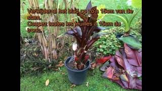 Ensete ventricosum Maurelli winterbescherming [upl. by Alor]