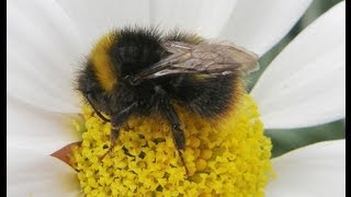 Neonicotinoids MP briefing [upl. by Buford]