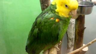 Yellowheaded amazon amp Blue fronted amazon parrots [upl. by Eiffub]