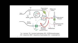 Adrenergic Transmission PartI by Dr Rashmi Rekha Kumari Dept of Pharmacology and Toxicology [upl. by Reaht]