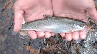 Clackamas River TroutSucker Fishing [upl. by Iams]