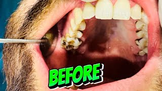 What is scaling  🇵🇰 🦷 Danto ki safai  Time lapse of scaling by professional dentist [upl. by Annoled]