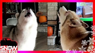 HAPPY HOWLING HUSKIES  Shelby Scared me [upl. by Dorella744]