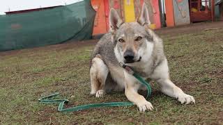 The Czechoslovakian Wolfdog [upl. by Ziana]