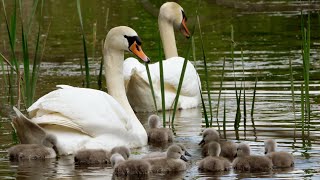 Swan Cygnets First Swim  4K  Discover Wildlife  Robert E Fuller [upl. by Geirk]