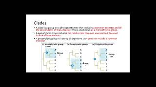 Phylogenetic Trees [upl. by Suzanna716]