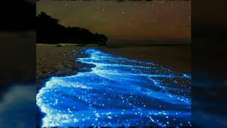 Bioluminescent Bay Puerto Rico  Natural Wonders [upl. by Ynove]